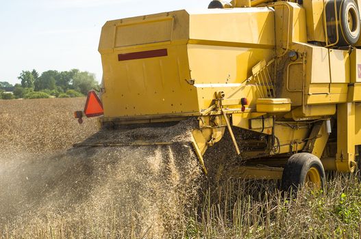 An image of combine harvesting rape
