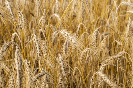 Mature wheat ready for harvest in the early summer