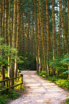 An image of the pathway in the wood