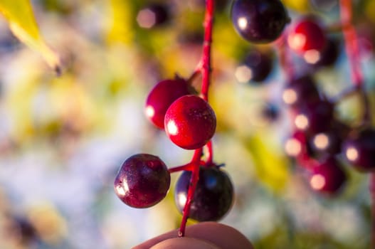 An image of aronia fruits