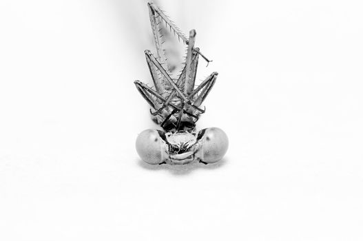 An image of macro of a bug 