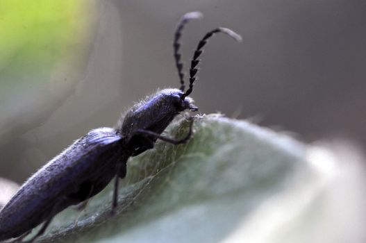 An image of macro of a bug 