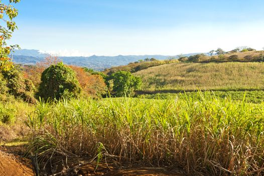 Expansive field of sugar cane ready for harvest in Costa Rica.