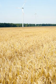 Mature wheat ready for harvest in the early summer