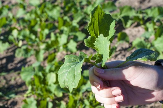 An image of rapeseed plant