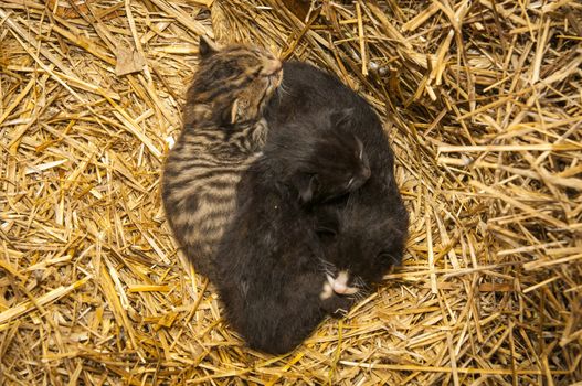An image of young cats in the barn lying on the straw