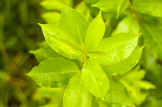 An image of frech green plant 