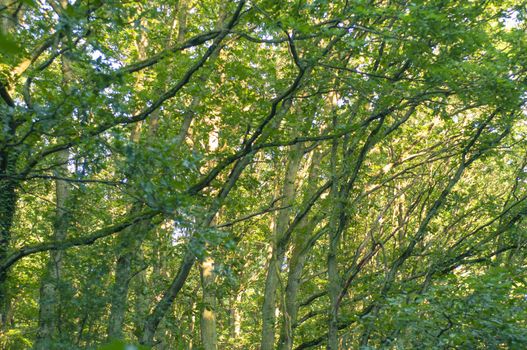 An image of Forest in the morning with sunrays