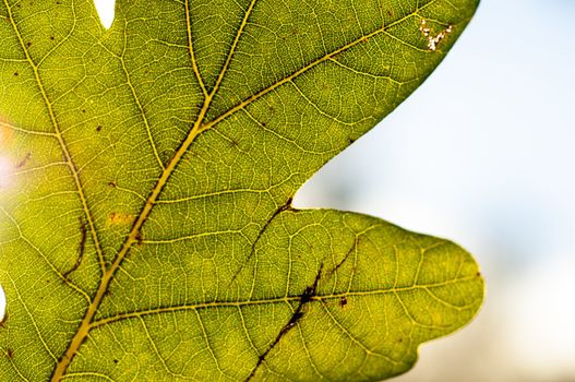 An image of leaf close up
