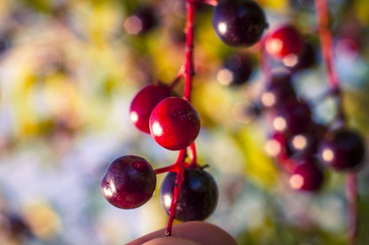 An image of aronia fruits