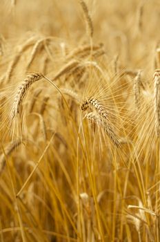 Mature wheat ready for harvest in the early summer