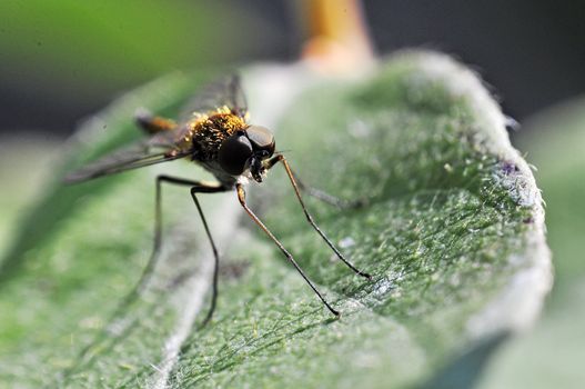 An image of macro of a bug 