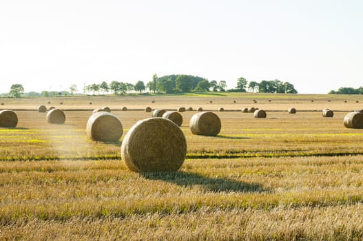 An image of straw bales on harvested field