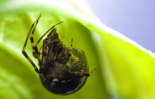 An image of macro of a bug 