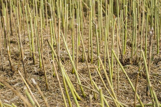 An image of stubble after rapes plant