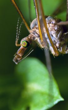 An image of macro of a bug 