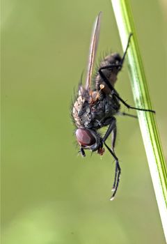 An image of macro of a bug 