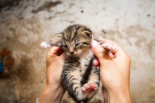 An image of young cats in the barn lying on the straw