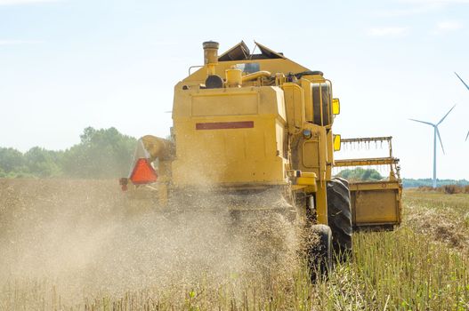 An image of combine harvesting rape