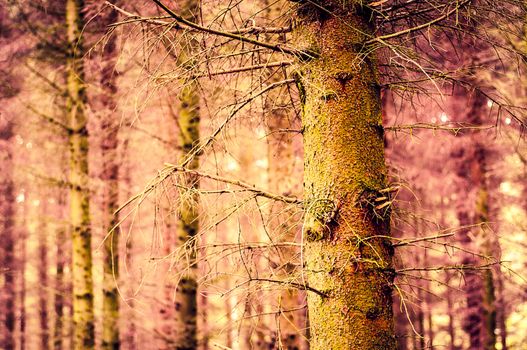 An image of magic forest