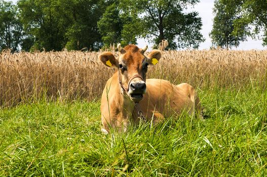 Jersey cow on the meadow
