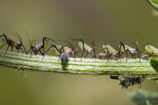 An image of macro of a bug 