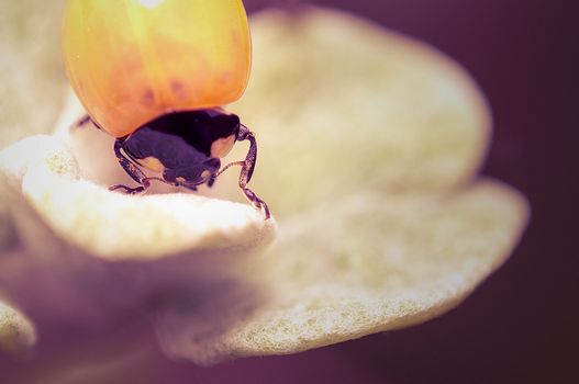 An image of macro of a bug 