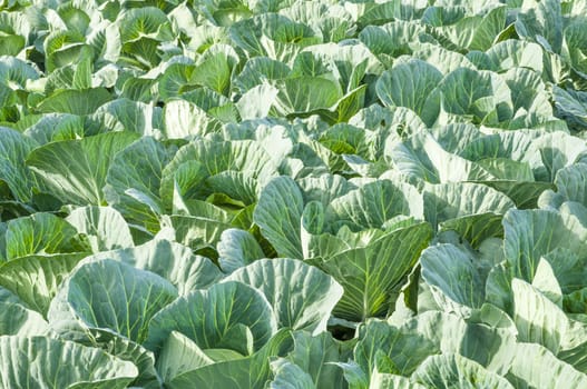 An image of cabbage ready to harvest