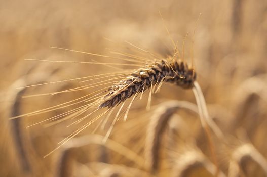 Mature wheat ready for harvest in the early summer