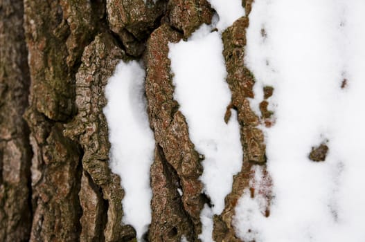 an image of bark covered by a snow