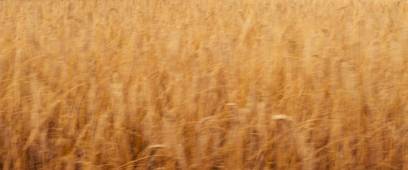 Blurred wheat field ideal for agriculture background