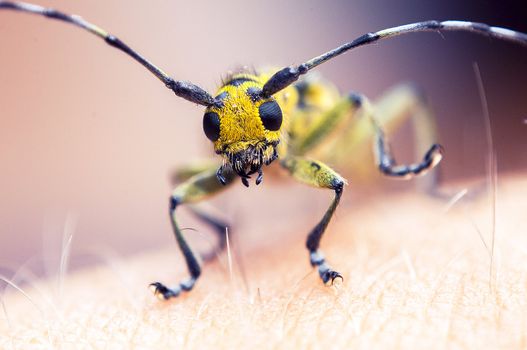 An image of macro of a bug 