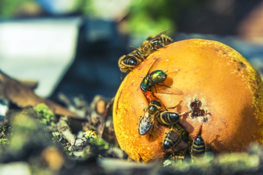 An image of many wasp eaten mature pear