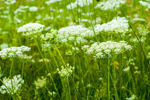 Meadow at the summer time