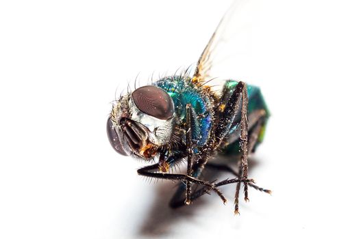 An image of macro of a bug 
