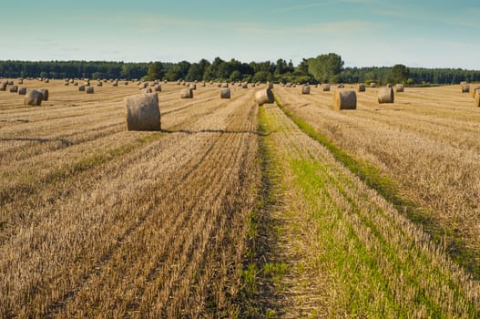 An image of straw bales on harvested field