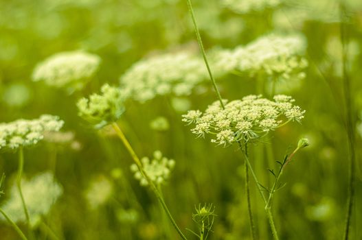 Meadow at the summer time