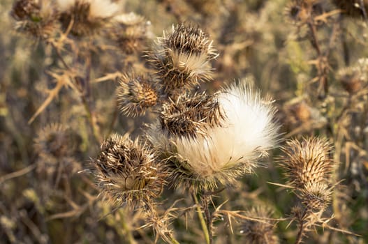 An image of carduus plant