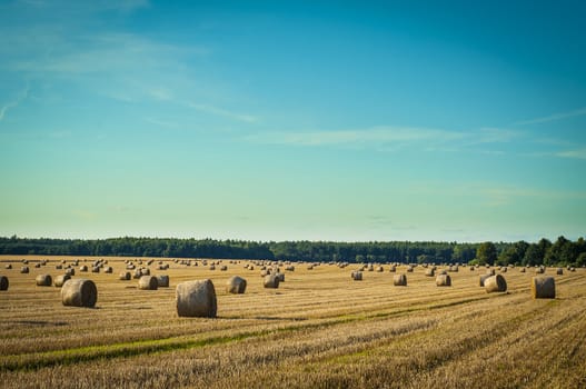 An image of straw bales on harvested field