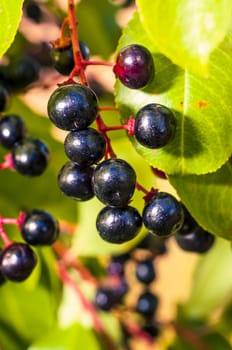 An image of aronia fruits
