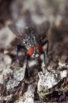 An image of macro of a bug 