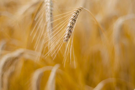 Mature wheat ready for harvest in the early summer