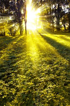 An image of Forest in the morning with sunrays
