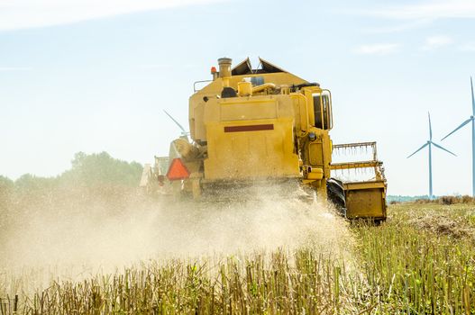An image of combine harvesting rape