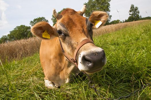 Jersey cow on the meadow