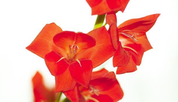 An image of red flower on white background