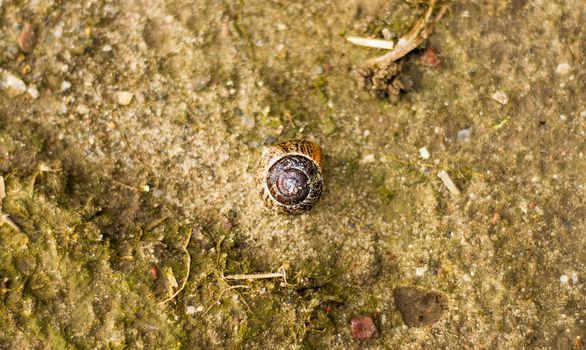 An image of snail shell
