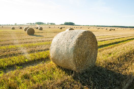 An image of straw bales on harvested field