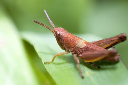 An image of macro of a bug 