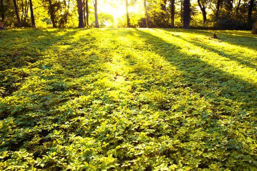 An image of Forest in the morning with sunrays